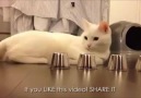 Bu kediden korkulur )