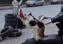 BU KEDİ KADAR OLAMAYAN VATAN HAİNLERİ... - Yanlız seni sevdim