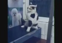 Bu kedi kapı gıcırtısına bile oynar...