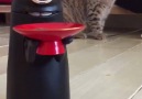 Bu kedi kesin Kayserili