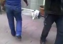 Bu kedi kesin yürek yemiş..)