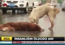 Bu kez insanlık dersi veren köpekler oldu