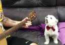 Bu konserin biletlerini nereden bulabilirim. @charlie.the.maltese.dog