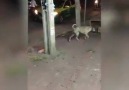 Bu köpek insanları sınıyor..