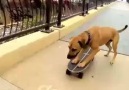 Bu köpek işi çözmüş..