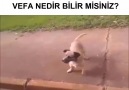 Bu köpekten alacağımız çok ders var..Paylaşnı lütfen..