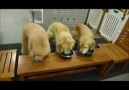 Bulaşıkları bırakmayan köpekler :))