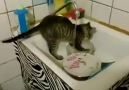 Bulaşık yıkayan kedi