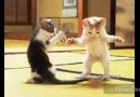 Bulguru Kaynatırlar Minnoş Kediler Oyunda )