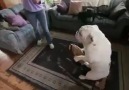 Bulldog Got Skills