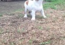 Bulldog puppy experiences rain for the first time.