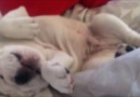 Bulldog puppy makes noises when woken up