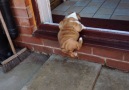 Bulldog Puppy Struggles With Step