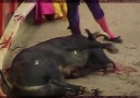 Bullfighting Cruelty in 60 Seconds