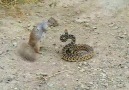 (Bull Snake Vs Squirrel) Squirrel Win's!