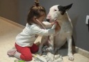 Bull Terrier cinsi köpeği muayene eden ufaklık