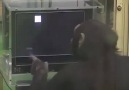 Bulmaca Çözen Şempanze - Tek Kelimeyle İnanılmaz!