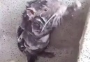 bu nasıl bir fare insan gibi yıkanıyor
