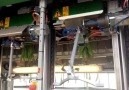 bunching verandi tulips this afternoon