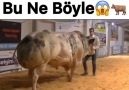 Bu ne böyle