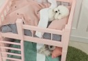 Bunk beds for your dogs!
