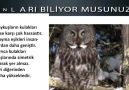 BUNLARI BİLİYOR MUSUNUZ&quotBaykuşların Kulakları"