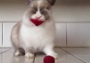 Bunny Eating Raspberries!