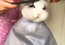 Bunny gets a trim