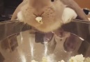 Bunny loves popcorn