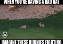 Bunny vs Bunny