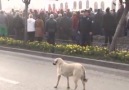 bunuda buraya koyalım.bukadarını beceremeyenlere gelsin.