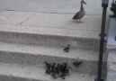 Bu ördekler bir harika :)