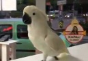 Bu papağanı kim kızdırdı böyle!