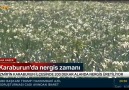 Bu pazar günü yapılacak 3. Nergis... - Ilkay Girgin Erdoğan