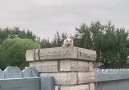 Burada göreceğimiz hayvan kendisi gibi... - Uzay Bilim ve Teknoloji
