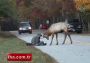 Buraların ağabeyi benim!...'