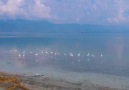 BURDUR TANITIM - Flamingoların Göl üzerinde resitali Facebook
