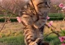 Bursa - Ağaçlar kedi açmış demek ki bahar geldi Facebook