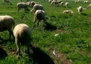 Bursa Mustafakemalpaşa Ocaklı