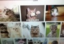 Busted Looking At Cat Pictures