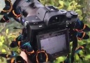 Butterfly and camera beautiful scenery.