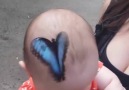 Butterfly jungle blue butterfly lands on baby