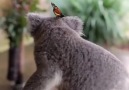 Butterfly Koala Friendship via BERUSSA