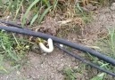 Bu yılan boruya nasıl girmiş