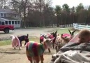 cabras beb en pijama