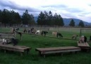 Cabras juegan a no tocar el pasto!