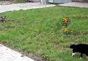 Cachorro vs gato.... quem colocar quem pra correr !!GORDO