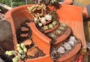 Cactus Decoration