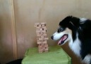 Çağrı Taner - Jenga oynayan bir köpek izlerken dikkatine...