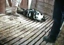 Calf Farm Cruelty!